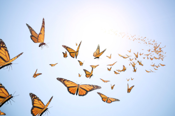 Les papillons de l’espoir – Groupe de soutien pour la dépression post-partum